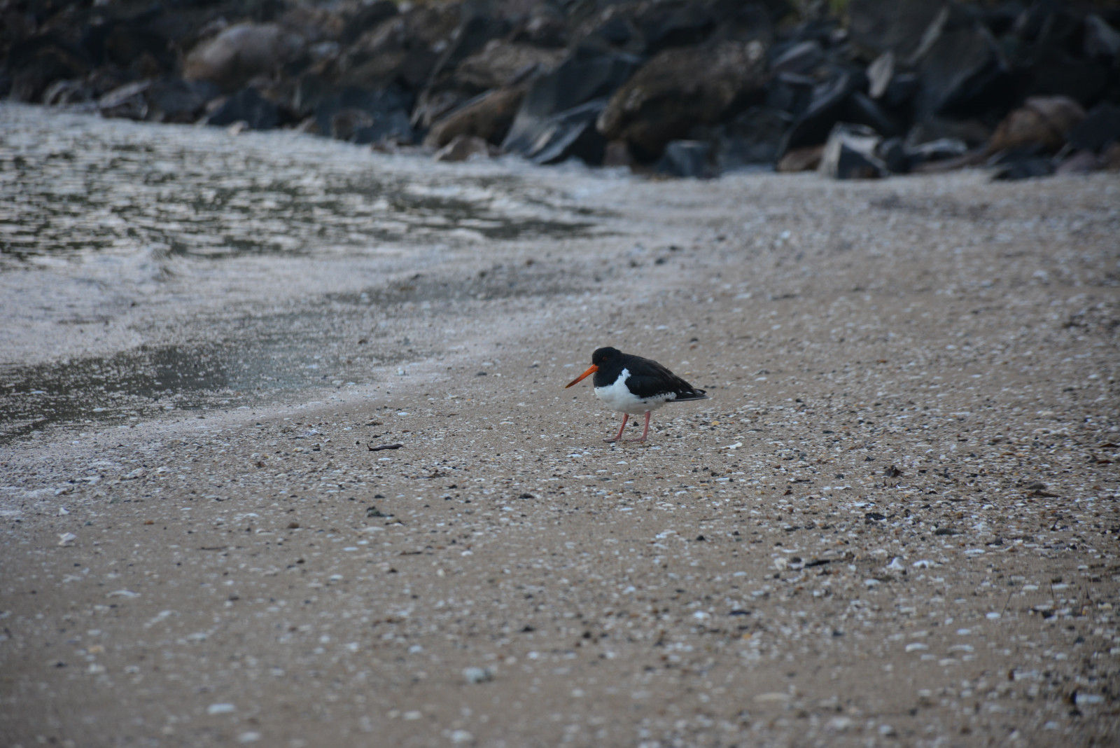 image South Island Oystercatcher